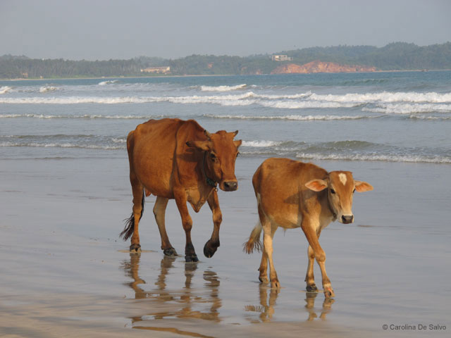 Thalassa Sri Lanka